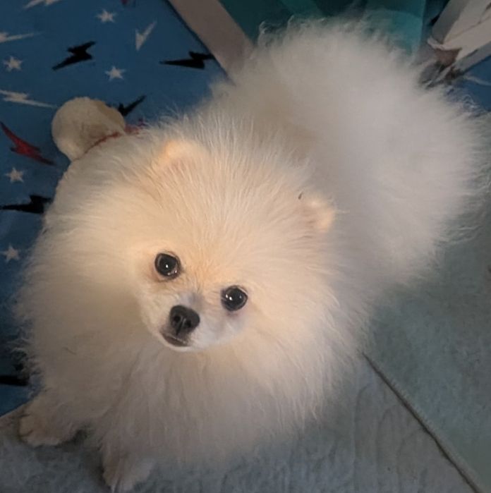 Szpic miniaturowy -pomeranian