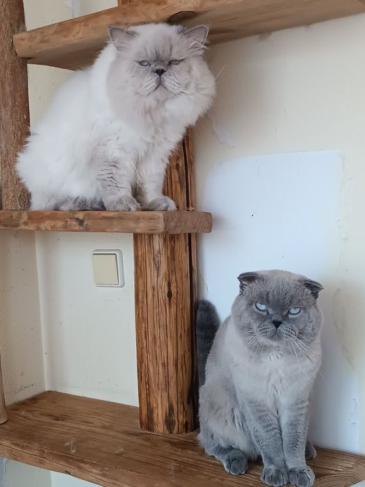 Лилак поинт вязка