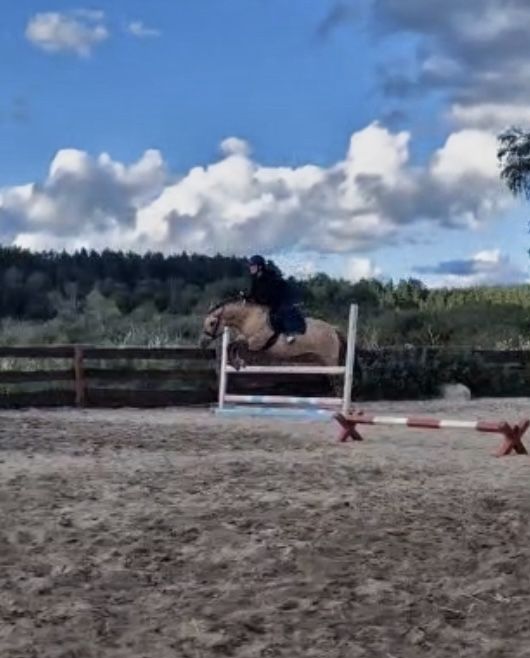 Super kucyk do hipoterapii