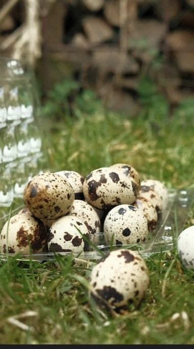 Jajka przepiórcze ekologiczne