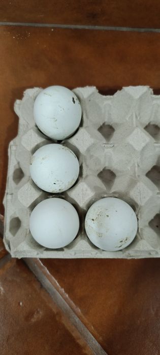 Ovos Galados Araucana (Ovos Azuis)× Pedrês