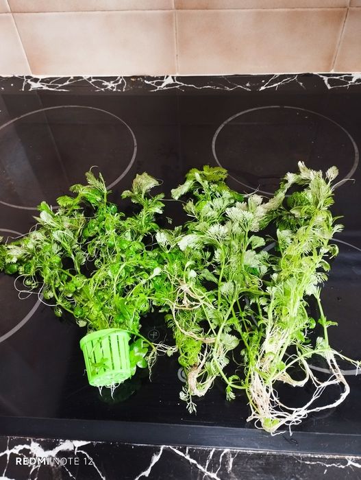 Plantas aquáticas