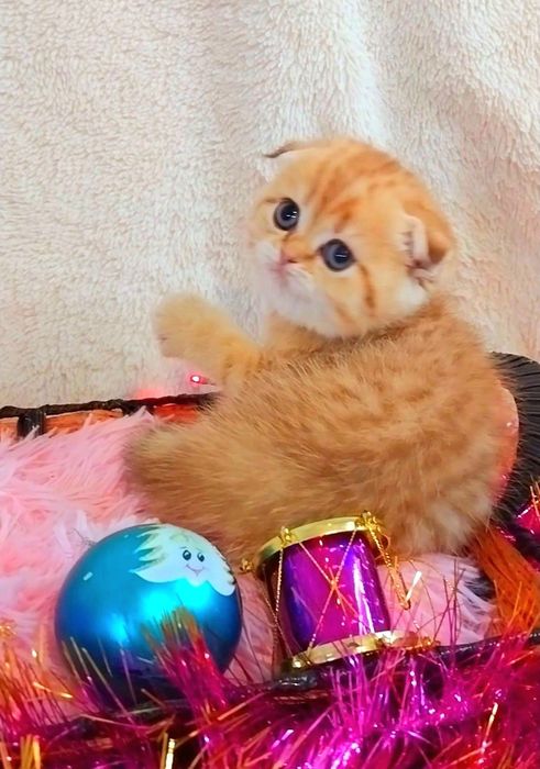 Чарівна зеленоока дівчинка красунечка шотландочка