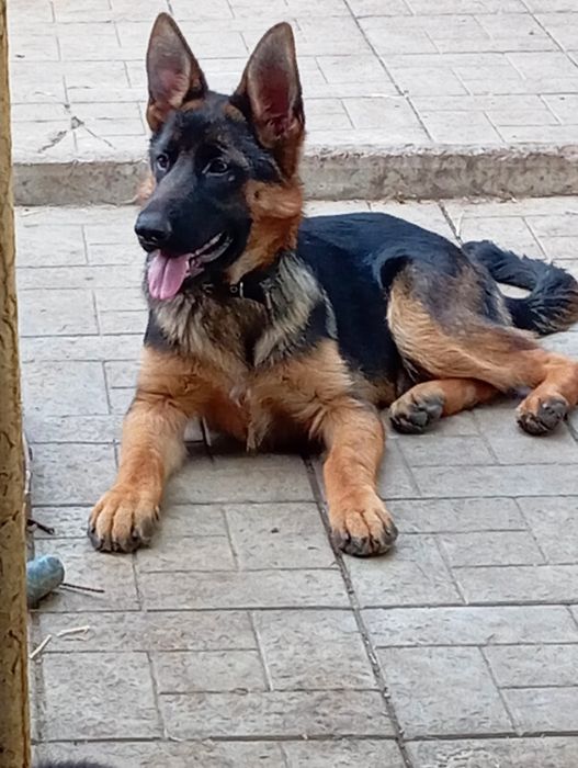 Яркие,черномордые суки с родословными