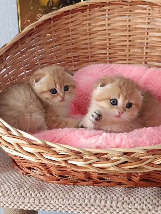 Пухнасті щастячка чекають мам