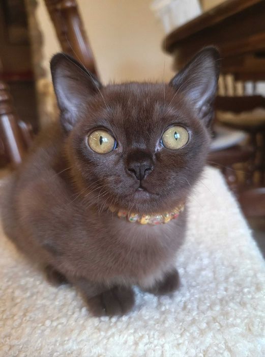 Выразительные глаза, особенность американской бурмы!