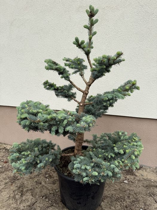 Świerk Srebrny Glauca Globosa Bonsai