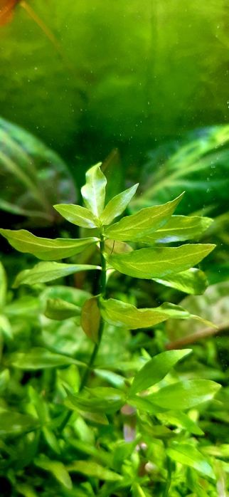 Акваріумні рослини