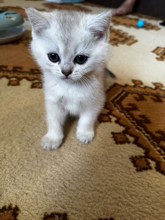 Шотландські кошенята скотіш фолд срібна шиншила