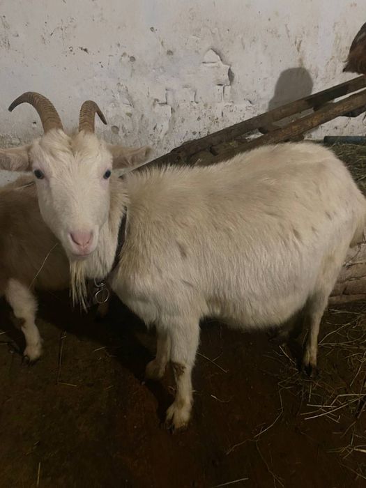 Продається Коза Зааненка