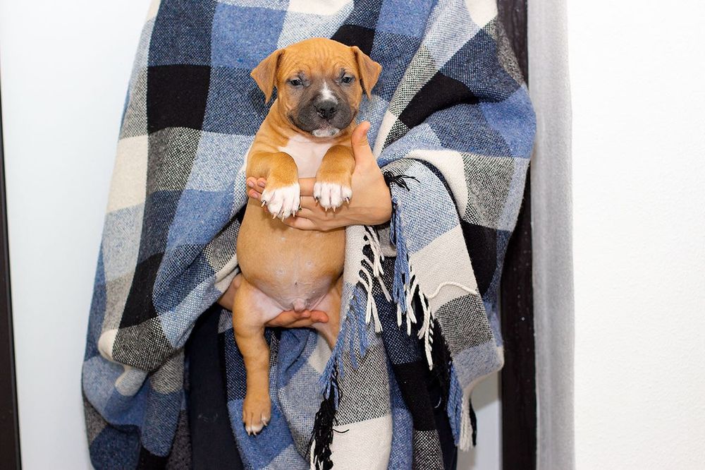 Брат та сестра клубних АСТ