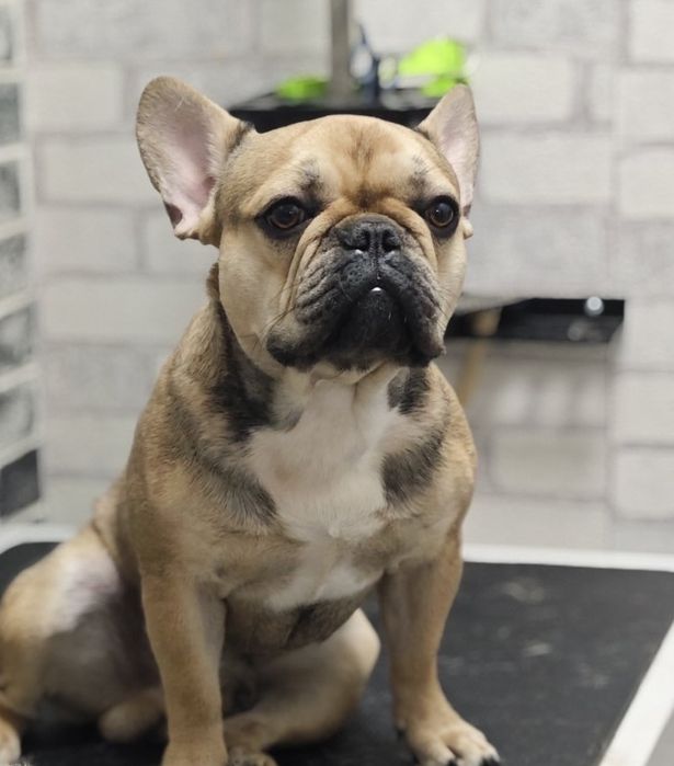 Продам французького бульдога