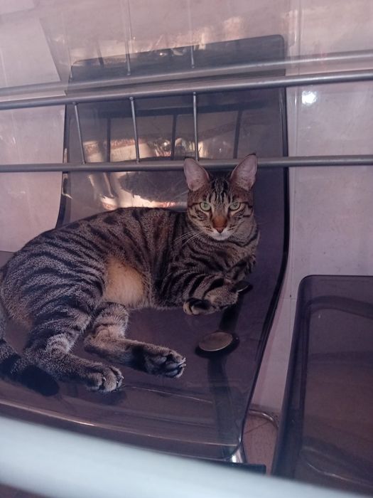 Gatinho ameaçado de bengal