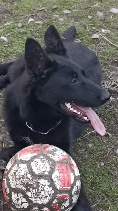 Продам  цуценя бельгійської вівчарки