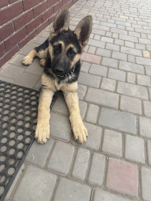 Цуценя німецькоі овчарки
