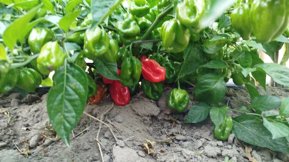 Mix de malaguetas
