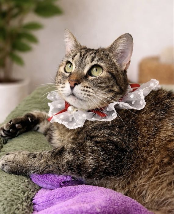 Gatinha para adoção responsável