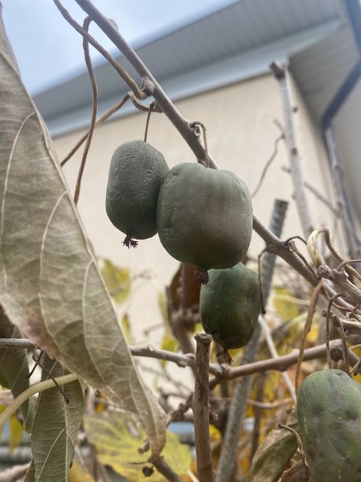 Актинідія делікатесна ківі морозостійкий кущ