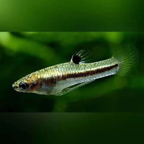 Drobniczka jednodniówka - Heterandria formosa