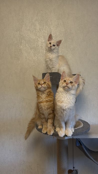 Кошенята Мейн Кун