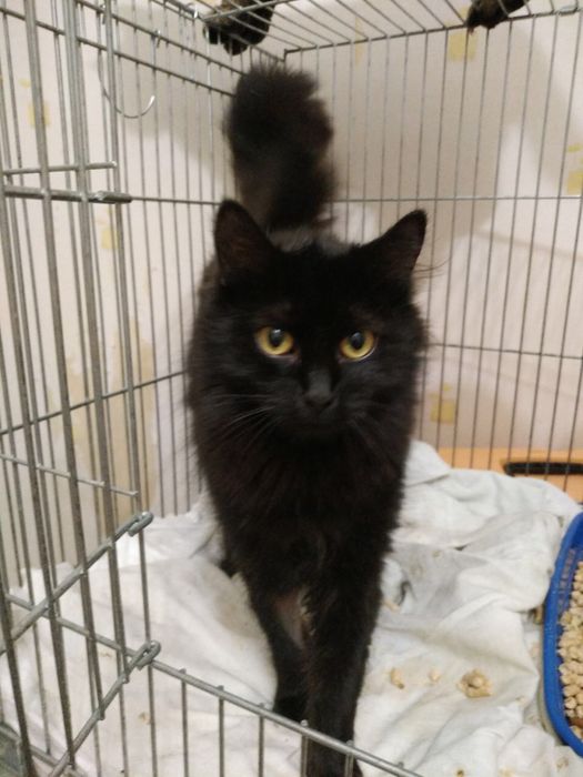 Пухнаста красуня чекає на своіх мам і тат