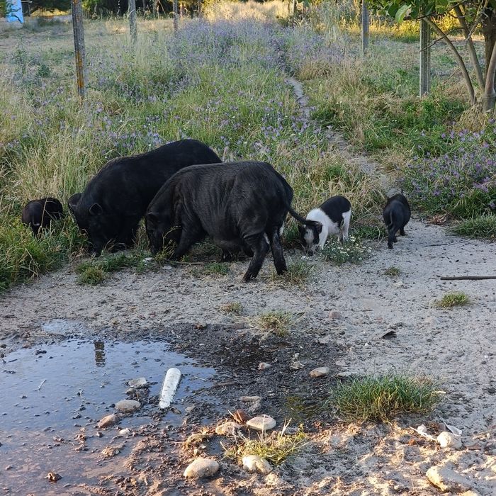 Porcos Vietnamita ( Mini Pig )