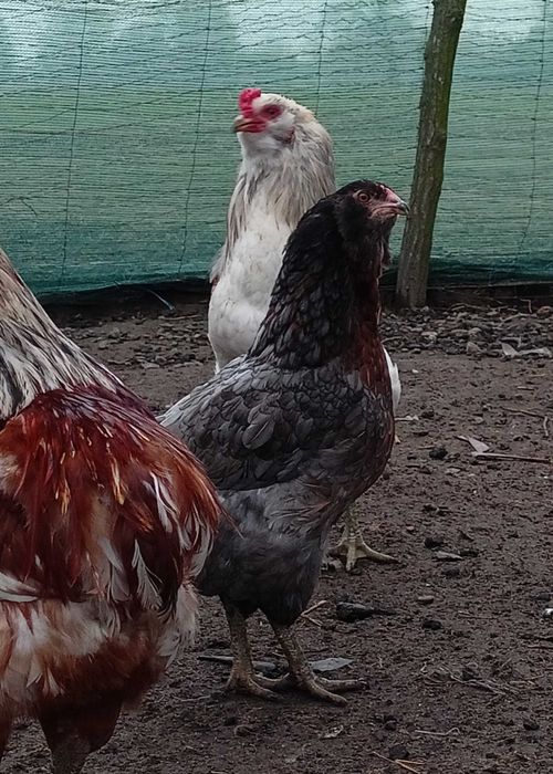 Jaja lęgowe araukana