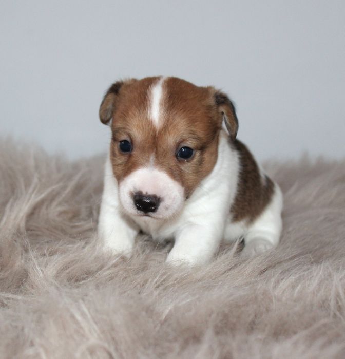 Цуценята джек рассел терьера Розплідник Sacrum Flos - FCI/КСУ