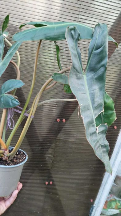 Philodendron Billietiae.