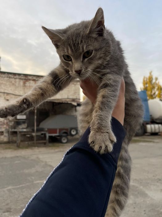 Віддам кішечку в добрі руки