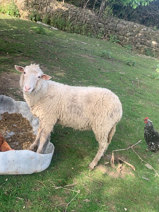 Ovelhas e cabras novas