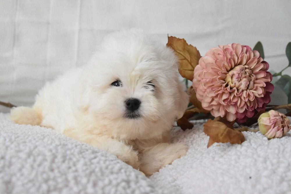 Bichon maltês. Super Mini. Maravilhoso. Branco. Menino.