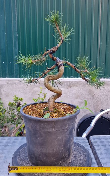 Pré bonsai Pinus Sylvestris