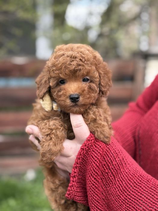 Преміальний хлопчик