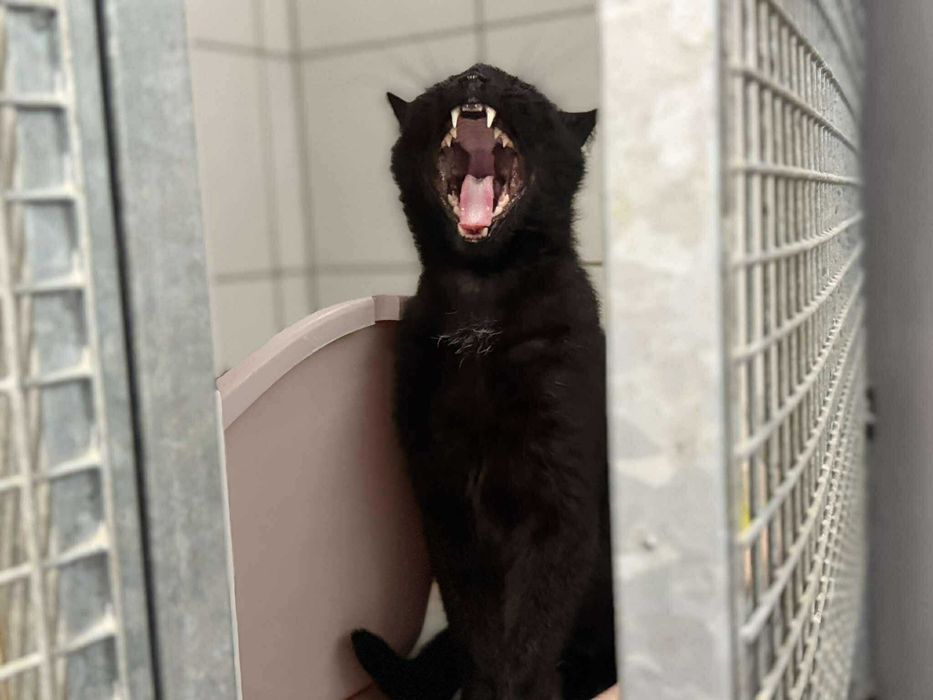 Karmel - młódka energiczna i lubiąca głaskanie po bródce