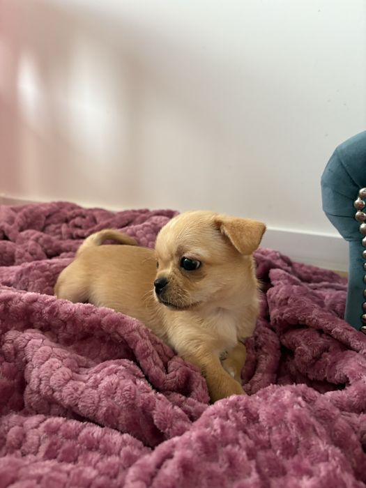Chihuahua krótkowłosy FCI ZKwP