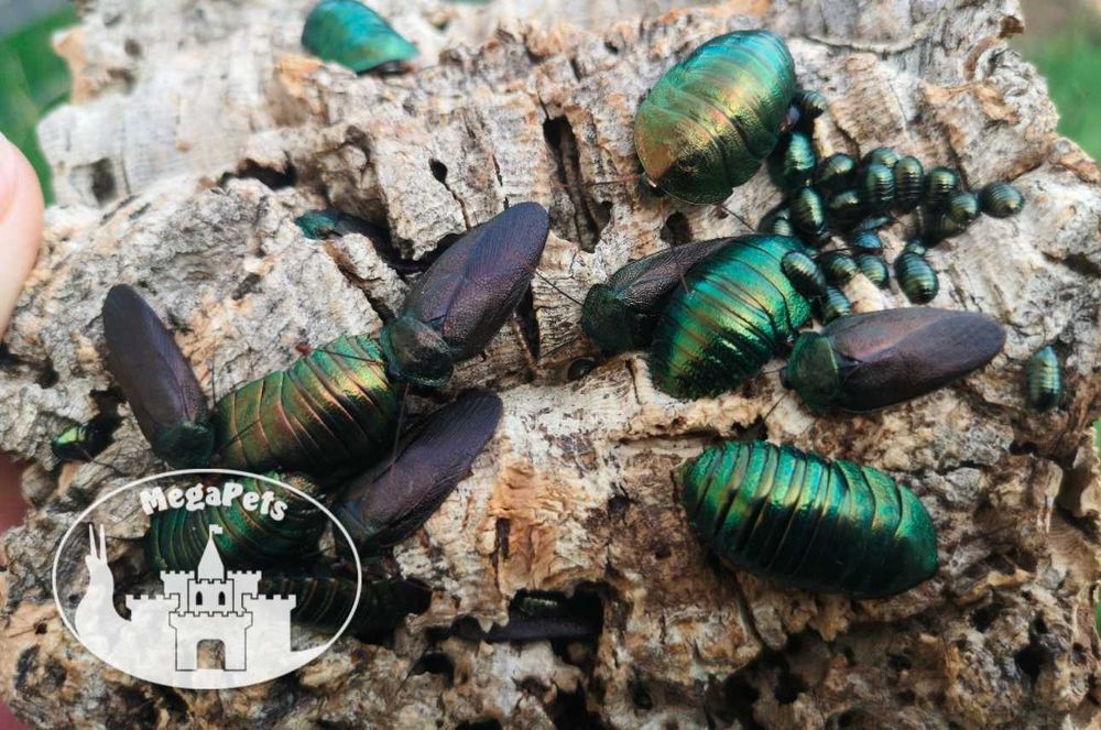 Najpiękniejsze karaczany Pseudoglomeris magnifica Isopody Ślimaki Wije