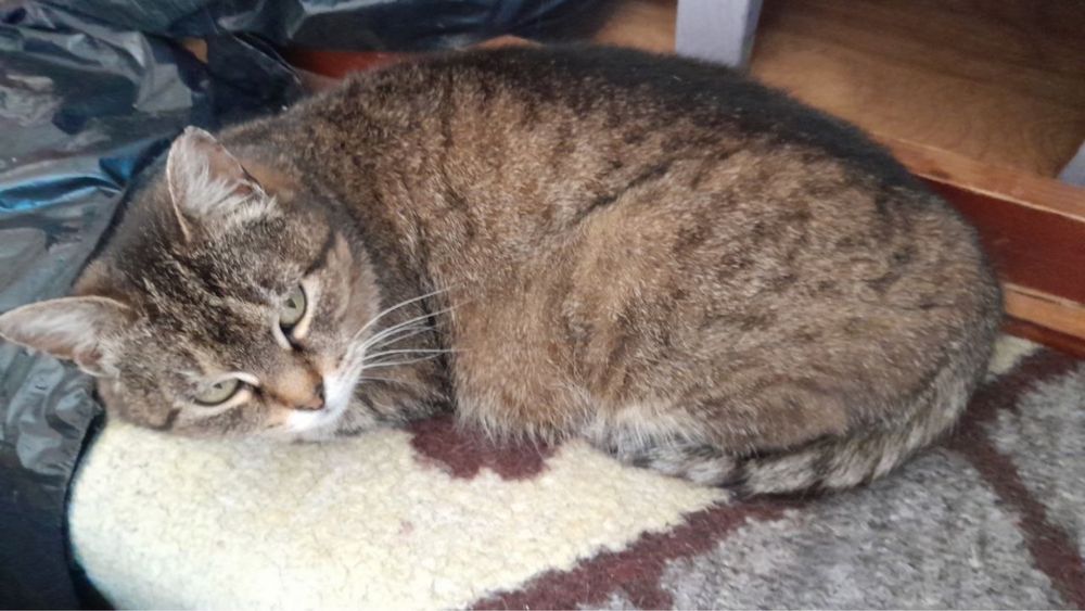 Машка шукає дім