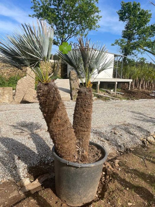 Palmeiras Chamaerops!!