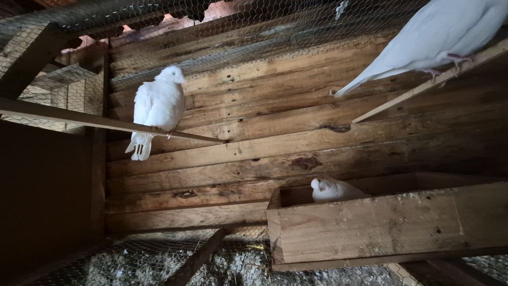 Rolas brancas meigas