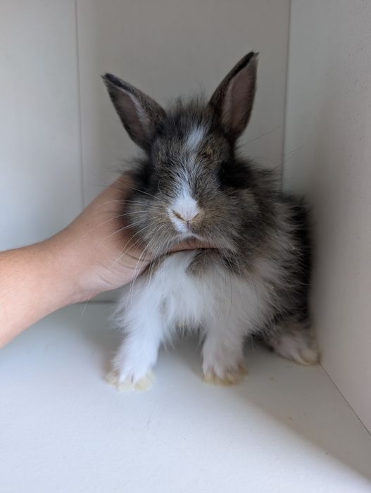 Królik miniaturka, królik mini lop