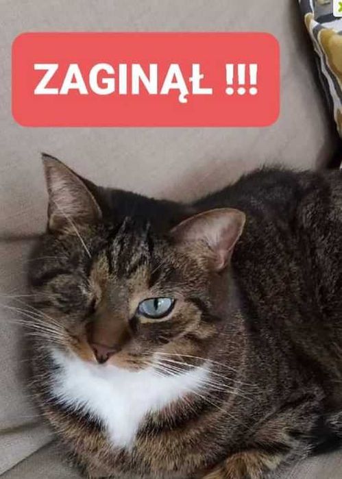 Zaginął kot z jednym oczkiem w Gdańsku na Jasieniu