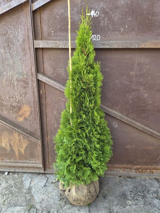 Tuja Thuja Smaragd producent Ogrodnictwo Światowscy