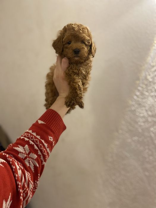 Элитный щенок мальтипу кукольного типа