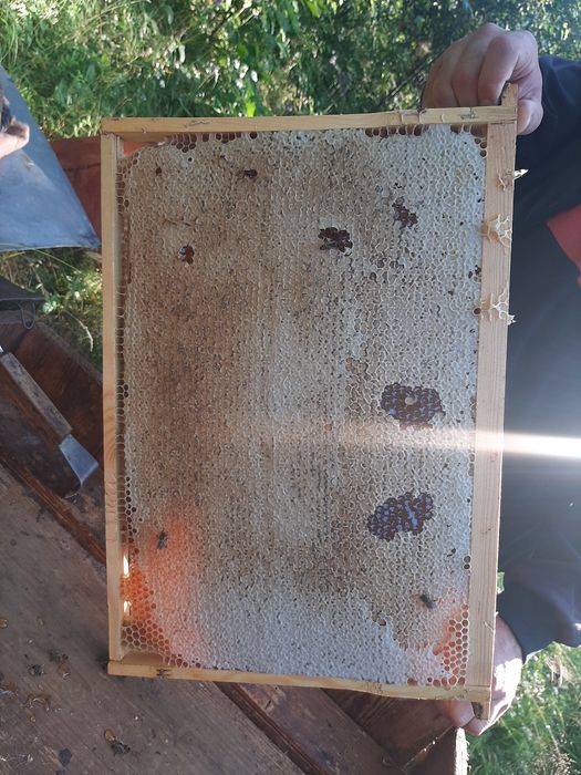 Продам бджіл. Карпатка