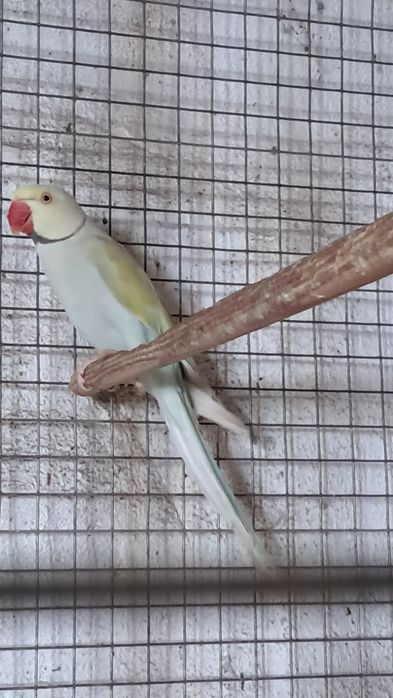 2 casais de ring necks