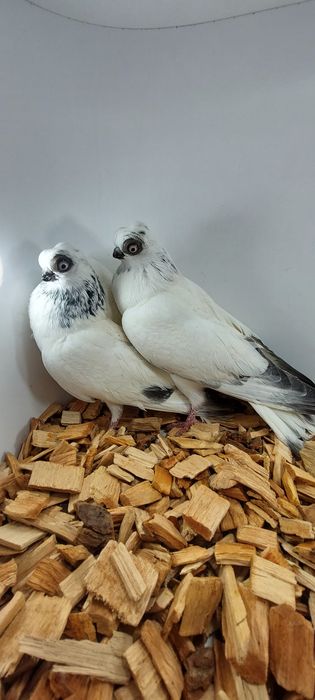 Szek, szeki, krotkodzioby polski