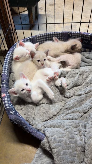 Gatinhos para doar 5 semanas