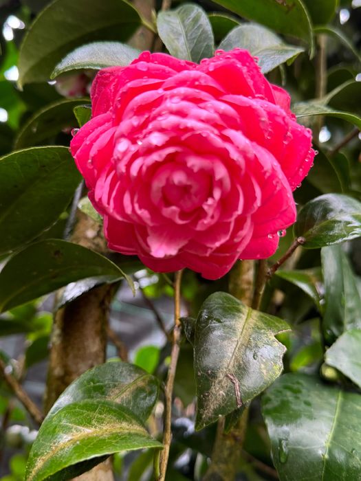 Camélias para sebes vivas.