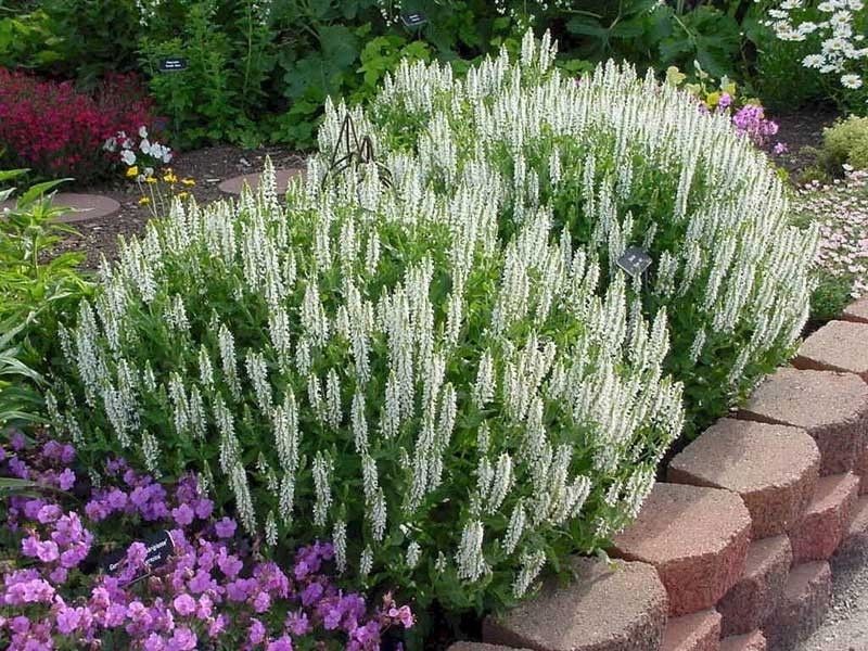 Szałwia omszona Biała Długo Kwitnąca